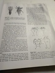 Introduction to the Study of Insects 7th Edition Textbook Triplehorn Thomson
