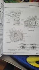Netter Basic Science Ser.: Netter’s Anatomy Coloring Book Updated Edition by…
