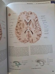 Thieme Atlas of Anatomy Ser.: Head and Neuroanatomy by Erik Schulte, Lawrence…