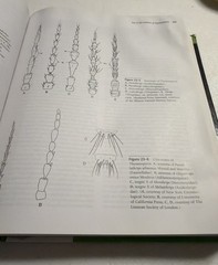 Introduction to the Study of Insects 7th Edition Textbook Triplehorn Thomson