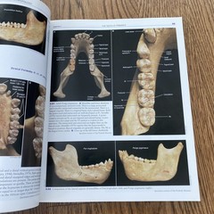 A Photographic Atlas for Physical Anthropology Whitehead 2005 Anatomy Evolution