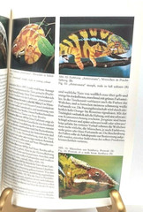 Panther Chameleon Breeding Care Presentation Pamphlet Illustrated ’99 IN GERMAN