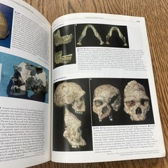 A Photographic Atlas for Physical Anthropology Whitehead 2005 Anatomy Evolution