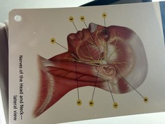 Barron’s Anatomy Flash Cards – Cards By Ashwell, Ken VERY GOOD CONDITION!