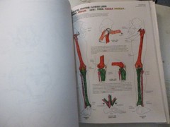 The Anatomy Coloring Book – Paperback By Kapit, Wynn – USED*