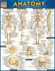 Brand New: Full Size Anatomy Tri-fold Laminated Study Guide Quick Study Aide 