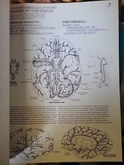 The Anatomy : Coloring Book by Lawrence M. Elson and Wynn Kapit (1997, Trade…