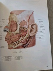 Thieme Atlas of Anatomy Ser.: Head and Neuroanatomy by Erik Schulte, Lawrence…