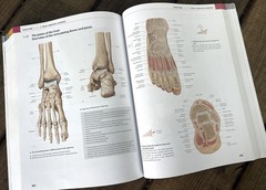 General Anatomy and Musculoskeletal System THIEME Atlas of Anatomy