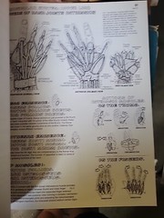 The Anatomy : Coloring Book by Lawrence M. Elson and Wynn Kapit (1997, Trade…