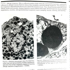 Vintage Jama Primer on Allergic and Immunological Diseases Book Hardcover 1992