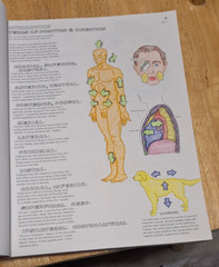 The Anatomy Coloring Book (2nd Edition), Kapit, Wynn; Elson, Lawrence M., Used;