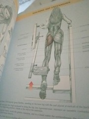 Anatomy Ser.: Women’s Strength Training Anatomy by Frédéric Delavier (2002,…