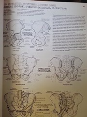 The Anatomy : Coloring Book by Lawrence M. Elson and Wynn Kapit (1997, Trade…