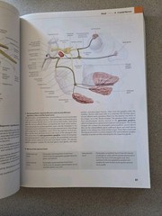 Thieme Atlas of Anatomy Ser.: Head and Neuroanatomy by Erik Schulte, Lawrence…