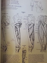 The Anatomy : Coloring Book by Lawrence M. Elson and Wynn Kapit (1997, Trade…