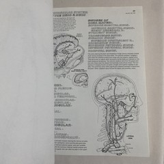 The Anatomy Coloring Book By Wynn Kapit & Lawrence M. Elson 2nd Edition