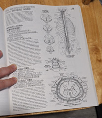 The Anatomy Coloring Book (2nd Edition), Kapit, Wynn; Elson, Lawrence M., Used;