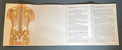 The Humanoscope of The Human Body Dr. Morris Fishbein 1949 illustrated Vintage