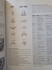 Thieme Atlas of Anatomy Ser.: Head and Neuroanatomy by Erik Schulte, Lawrence…
