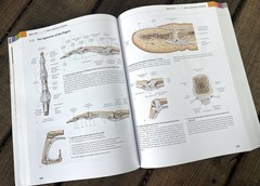 General Anatomy and Musculoskeletal System THIEME Atlas of Anatomy