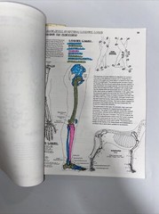 The Anatomy : Coloring Book by Lawrence M. Elson and Wynn Kapit (1997, Trade…