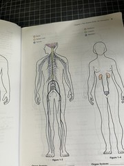 Anatomy and Physiology Coloring Workbook : A Complete Study Guide by Elaine…