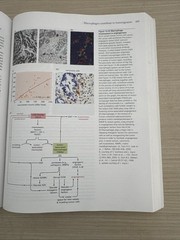 Biology of Cancer by Robert A. Weinberg (2013, Uk-B Format Paperback)