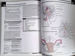 Netter’s Anatomy Coloring Book by – John T. Hansen, 2nd Ed, Large Paperback 2018