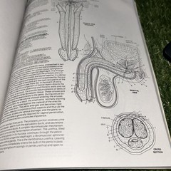 The Anatomy Coloring Book (2nd Edition), Kapit, Wynn; Elson, Lawrence M., Used;