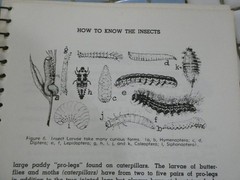 HOW TO KNOW THE INSECTS PUB 1947 SPIRAL BOUND HARD PAPER COVER 205 PAGES
