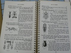 HOW TO KNOW THE INSECTS PUB 1947 SPIRAL BOUND HARD PAPER COVER 205 PAGES