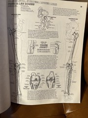 Anatomy Coloring Book by Kapit, Wynn 2nd Edition