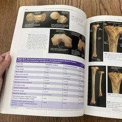 A Photographic Atlas for Physical Anthropology Whitehead 2005 Anatomy Evolution