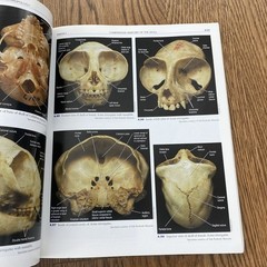 A Photographic Atlas for Physical Anthropology Whitehead 2005 Anatomy Evolution