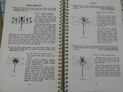 HOW TO KNOW THE INSECTS PUB 1947 SPIRAL BOUND HARD PAPER COVER 205 PAGES