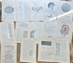 1913 Anatomy Medical Pages Diagrams 14 Pages 6″x8.5″