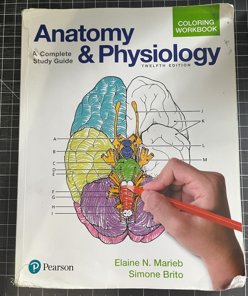 Anatomy and Physiology Coloring Workbook : A Complete Study Guide by Elaine…